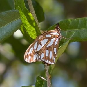 Meet your Posher, Lorena